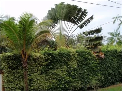 Et sachant que vous pourrez admirer cet arbre dans de nombreux pays chauds, quel verbe vous inspire-t-il ?