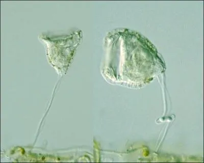 Quel est cet organisme ?