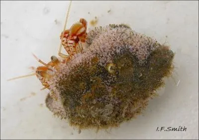 Quelle est la classification la plus juste pour cet animal ?