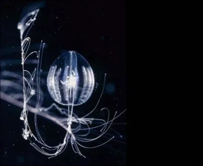 Pleuribrachia pileus est ...