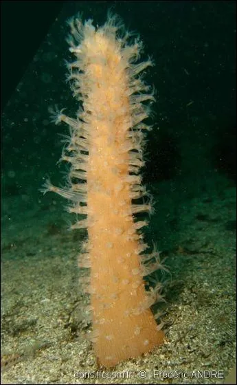 L'organisme prcdent est ...