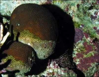 Lequel de ces organismes est madrporaire ?