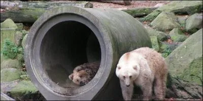 Madame ours polaire a faut avec monsieur grizzly !