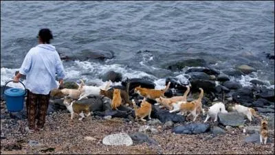L'le se Tashirojima, au Japon, est surnomme l'le aux chats, qu'est-ce qui explique leur abondance ?