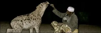 Dans ce pays africain, le  Matre des hynes  est charg tous les soirs de nourrir ces animaux, ce qui vite les attaques sur le btail et les blessures (trs dangereuses) qu'elles peuvent causer !