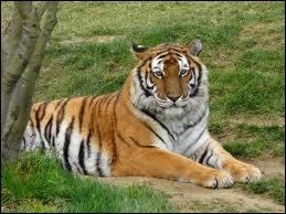 O vit le tigre ?