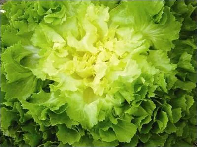 Quelle dfinition correspond  l'anagramme du nom de cette salade, appele aussi  chicore blanche  ?