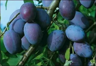 Le nom de ce fruit, trs rpandu en Lorraine et Alsace et appel aussi  Prune de Damas , est l'anagramme du mot qui dsigne...