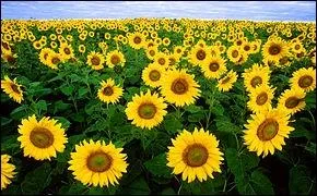 Quelle est la bonne rponse ?