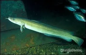 Qu'est ce que la lingue ?