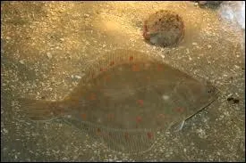 Quel est l'autre nom du carrelet ?