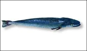 Quel est ce synonyme de merlu ?