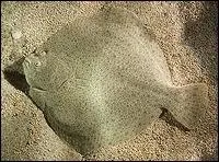 Qu'appelle-t-on Turbot de Terre-Neuve ?