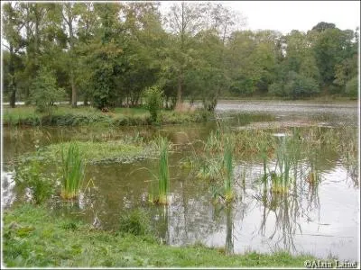 - sur le tronc d'un (... ), une roche (... ), un tang dsert o le (... ) (... ) murmurait !