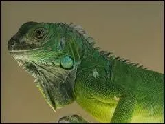 On utilise pour l'alimentation humaine des oeufs d'oiseaux, de poissons mais utilise-t-on les oeufs de certains reptiles ?