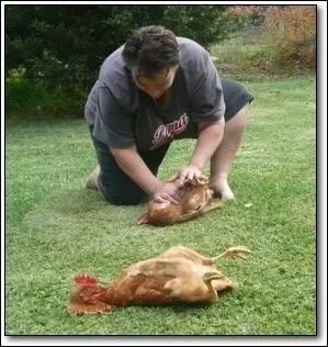 Admirez les cocotes et trouvez le verbe !