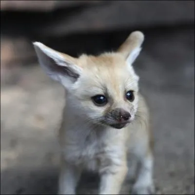 Soyez bien  l'coute de la photo du fennec pour trouver la rponse !