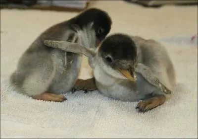 Rigolos, les manchots, vous ne pouvez conjuguer ce verbe que SUR la banquise !