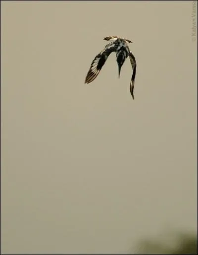 Trouvez,  ce moment prcis de la photo, le verbe correspondant  l'oiseau !