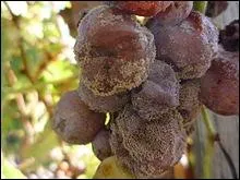 Pour digérer je vous amène faire une dégustation dans une autre petite commune mondialement réputée pour son vin blanc liquoreux.