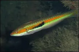 La girelle vit en eau douce :