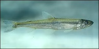 L'perlan vit en eau douce :