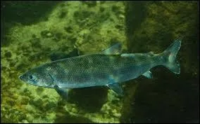 Le lavaret vit en eau douce :