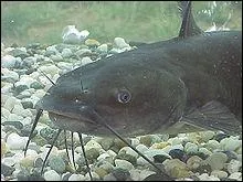 Le poisson chat vit principalement en eau douce :