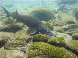 L'esturgeon vit en eau douce :