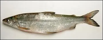 Le fra vit en eau douce :