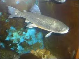 L'omble chevalier vit en eau douce :