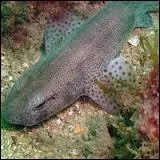 La roussette vit en eau douce :