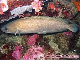 La mostelle vit en eau douce :