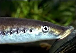 La lamproie vit en eau douce :