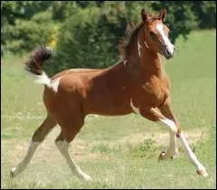 Comment appelle-t-on un poulain femelle ?