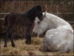 Comment est appele la mise bas d'un poulain par la jument ?
