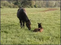 Aprs combien de temps l'leveur le spare-t-il gnralement de sa mre ?