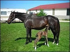 Pourquoi le fait-il ?