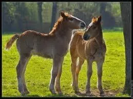 Des juments peuvent-elles donner naissance  deux poulains en mme temps ?