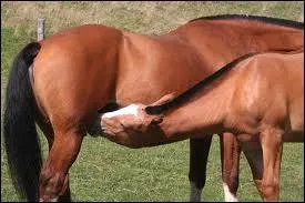 Durant sa premire semaine de sa vie, combien de fois par heure le poulain tte-t-il sa mre ?