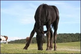 Le poulain peut-il manger du foin ?