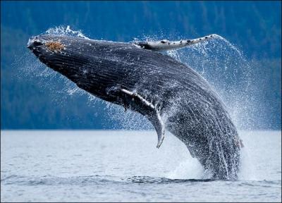 Comment se traduit la  baleine  bosse  en anglais ?