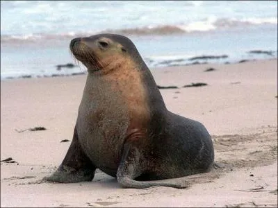 Comment se traduit le  phoque  en anglais ?