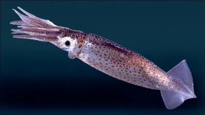 Comment se traduit le  calmar  en anglais ?