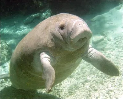 Comment se traduit un  lamantin  en anglais ?