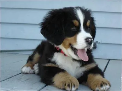 Quelle est cette race de chien ?