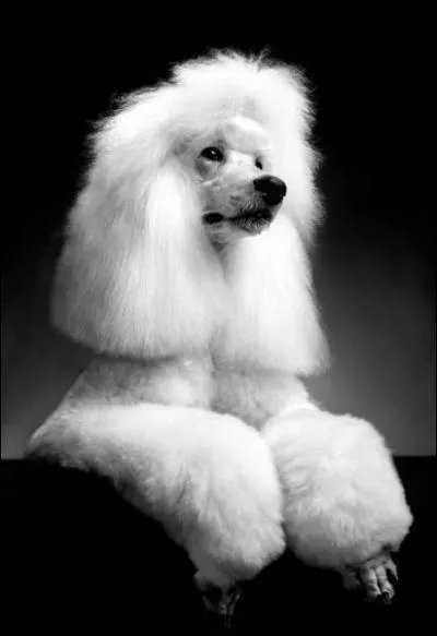 Quelle est cette race de chien ?