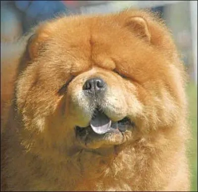 Quelle est cette race de chien ?