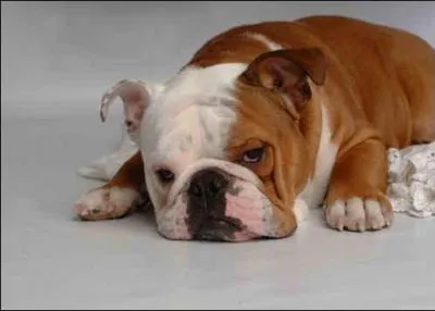 Quelle est cette race de chien ?