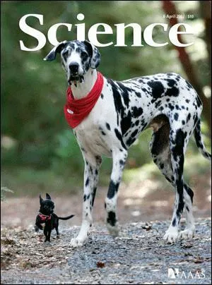 Quel est le chien le plus grand au monde ?